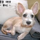 루디 이미지