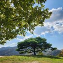 소나무 흑염소 목장 이미지