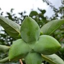 크로바농산물 이미지