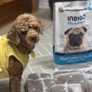 한국사료 | 인디고 바이오뉴트리션 강아지 체중관리 면역 사료 솔직후기