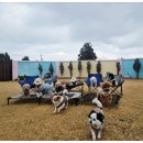 호야별 애견유치원 | 제주 애견유치원 추천 픽드랍 가능한 호야별 애견유치원 후기