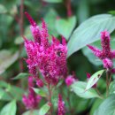 불꽃쉼터 이미지