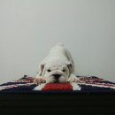 도트