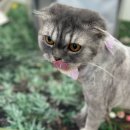 다온냥 이미지