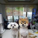 멍냥이 스토리 이미지