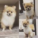 미사마이펫동물병원 이미지