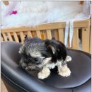 천안 강아지분양 고양이분양 파라다이스펫본점 이미지