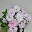 가시없는 삼색 찔레꽃. 실바핑크 장미 경매 이미지