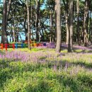 삼문동둔치길(삼문송림) 이미지