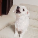 복똥이강아지 이미지