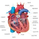 문처럼 열렸다 닫혔다 하는 심장판막(心臟瓣膜) 이미지