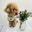 카니쉬펫 이미지