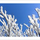 나무한그루 이미지