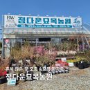 남사-12 | 남사화훼단지 추천, 묘목과 봄꽃이 가득한 정다운묘목 방문후기