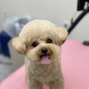 댕댕쌀롱 이미지