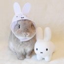 푸욱 이미지