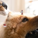 강아지와고양이 이미지