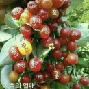 보리수 이미지