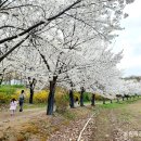 올림픽공원 벚꽃길 모니터링 (240404) 이미지