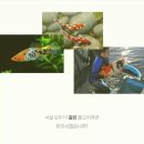 코이 Daum카페