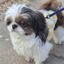 펫코스(Pet-cose) | 김포공항 펫파크 위치와 이용 후기, 강아지와 비행기 타기 전 필수 코스