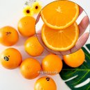 동일컴퍼니 | 고당도오렌지 추천 동식컴퍼니 블랙라벨 오렌지 1.5kg 캘리포니아 오렌지 후기🍊