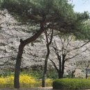 농업회사법인 주식회사 체리파파 이미지