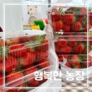 행복농장 | [행복한농장] 세종 아이랑 가기 좋은 체험농장 3월 딸기체험