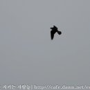 고성리-11 Daum카페