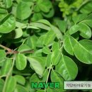 모링가 이미지