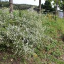 지곡천 산책로 이미지