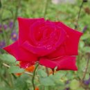 꽃밭거랑민박 이미지