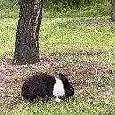 알프스농원 캠핑장 이미지