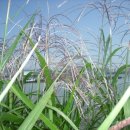 &#34;추석특집 KBS 지구촌 전국노래자랑&#34; 녹화 장면 이미지