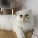 냥이는꿀꿀 이미지