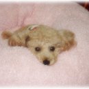 탕은이맛 이미지