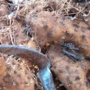 양산신-2013 이미지