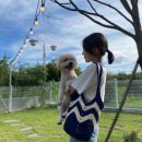 stadium of dogs 이미지