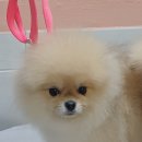 러블리펫샵 이미지