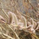 분홍강아지 이미지