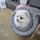 내방역 1번출구 동물병원 앞 이미지