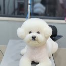 몽말순 | 전포동애견미용 몽말순 방문한 후기~!