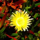 선셋(Sun Set) 이미지