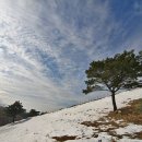 삼사목장 Daum카페