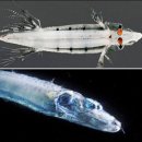 see more sea A 이미지