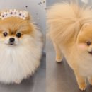 하니 그루밍( Hani Grooming) 이미지