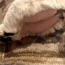 빵그루밍 이미지