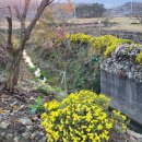 국화농장 이미지