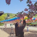 2016 송년음악회 | [천안] 각원사 겹벚꽃 수양벚꽃 천안벚꽃 명소 각원사 주차정보