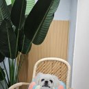 바오펫 이미지